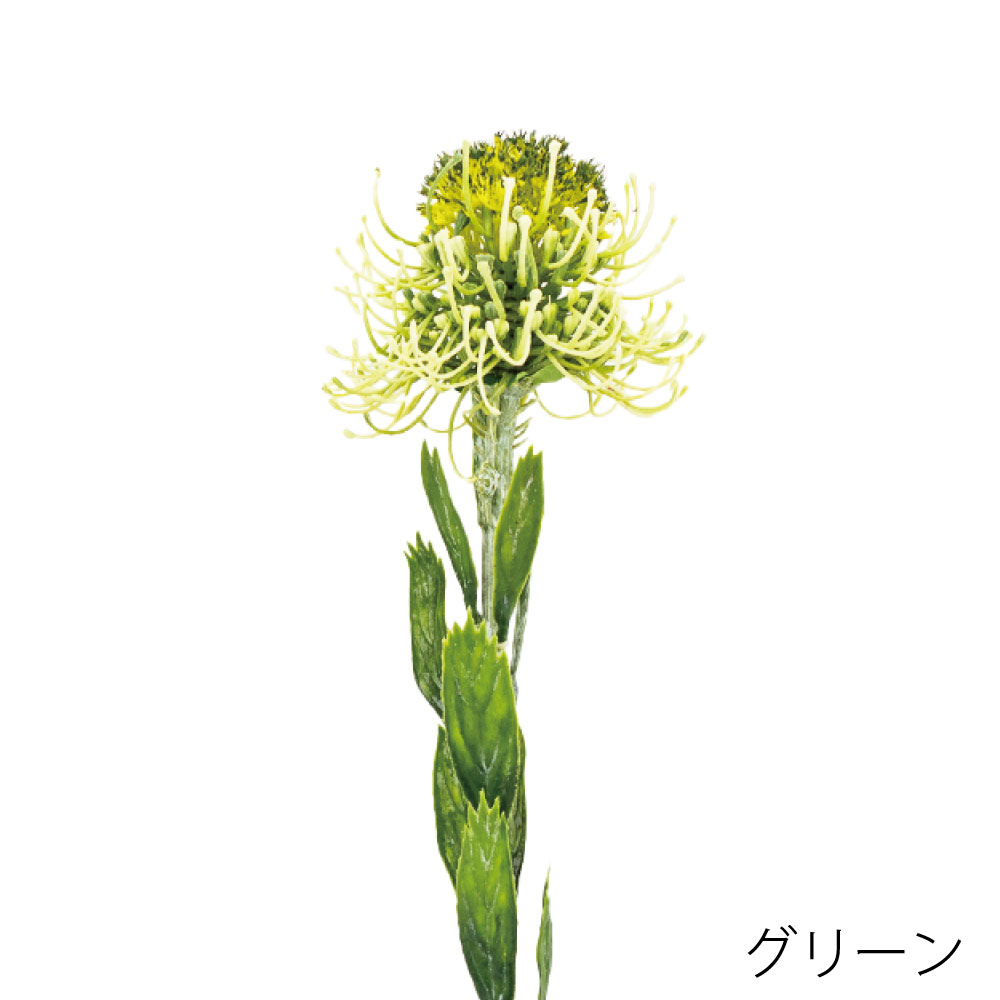K-691-13　ピンクッション（グリーン）