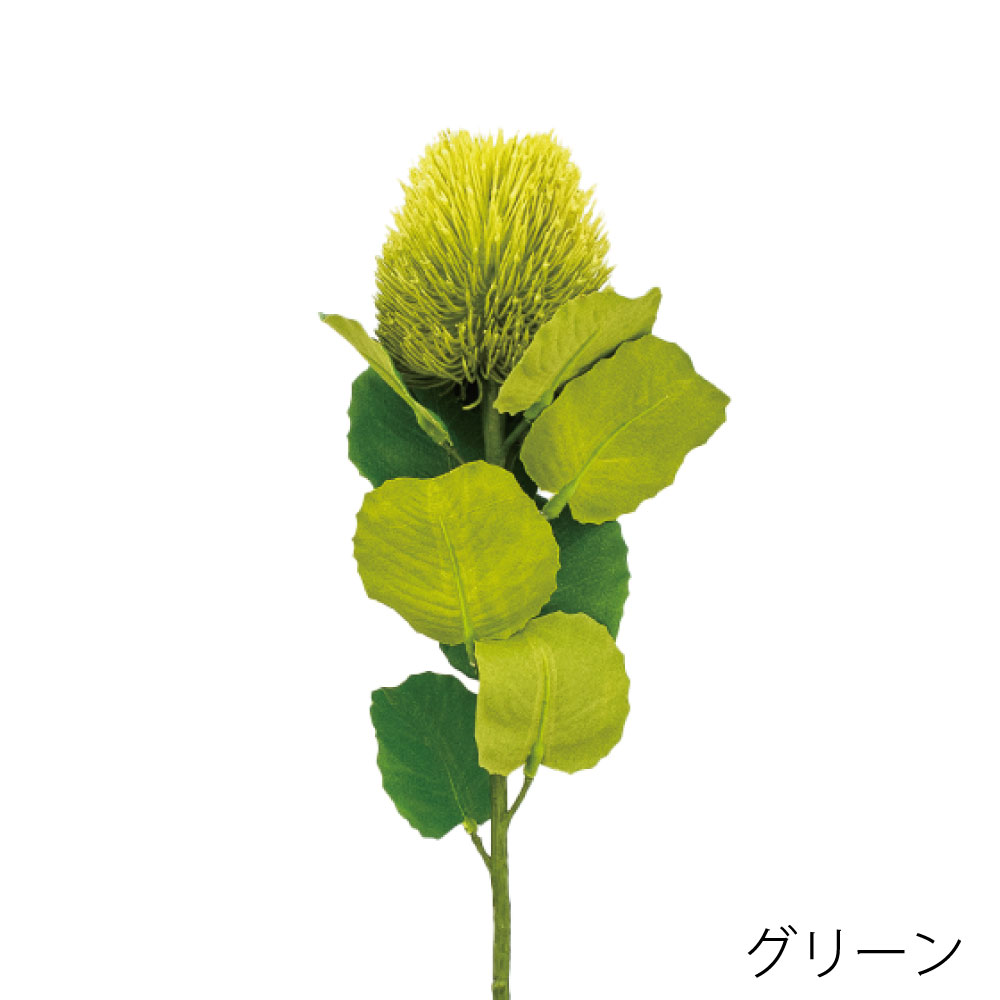 K-692-13　スモールバンクシア（グリーン）