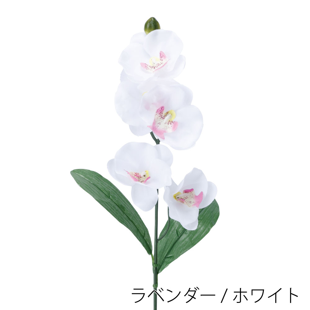 FF2913LW　コチョウランリーフツキ（ラベンダー / ホワイト）