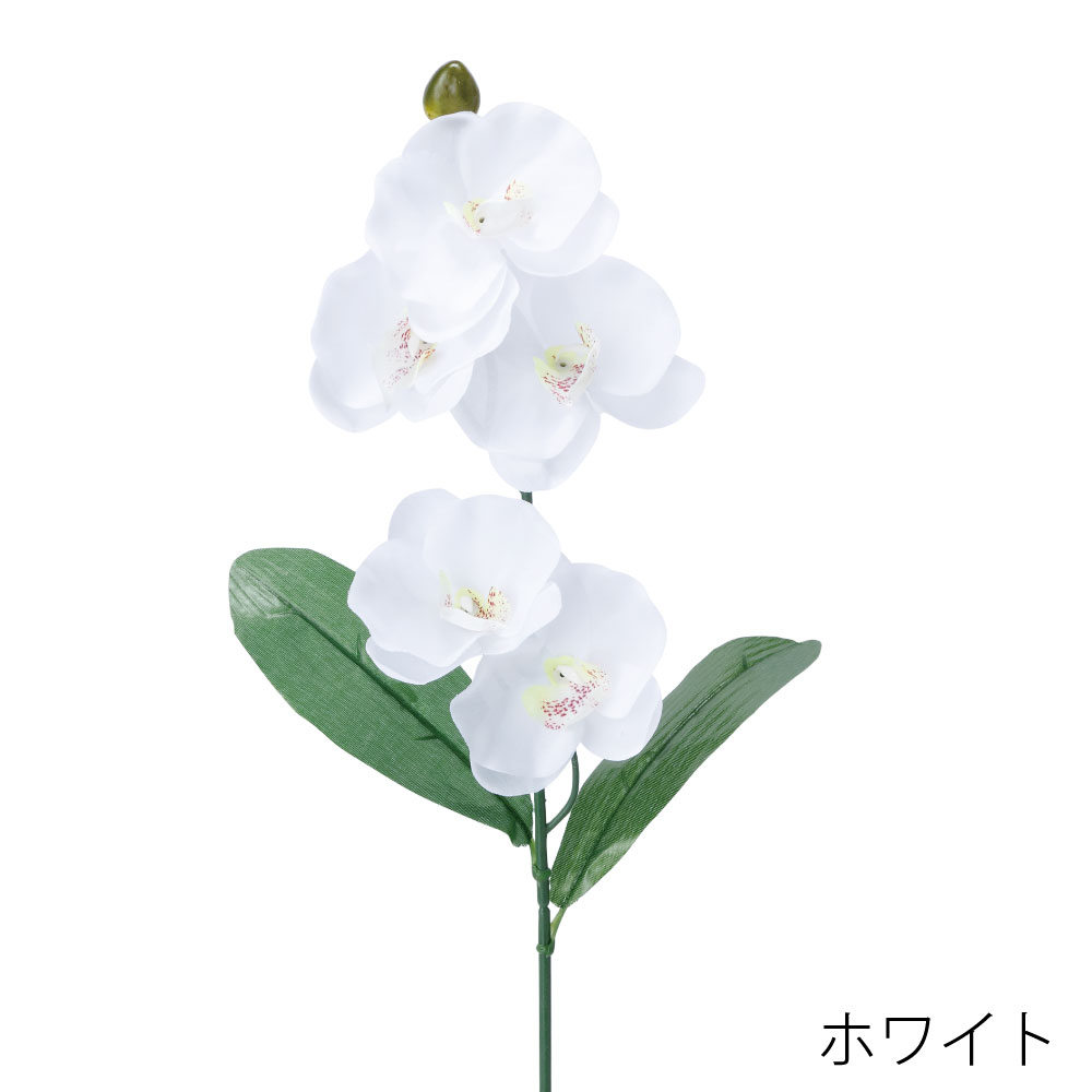 FF-913W　コチョウランリーフツキ（ホワイト）