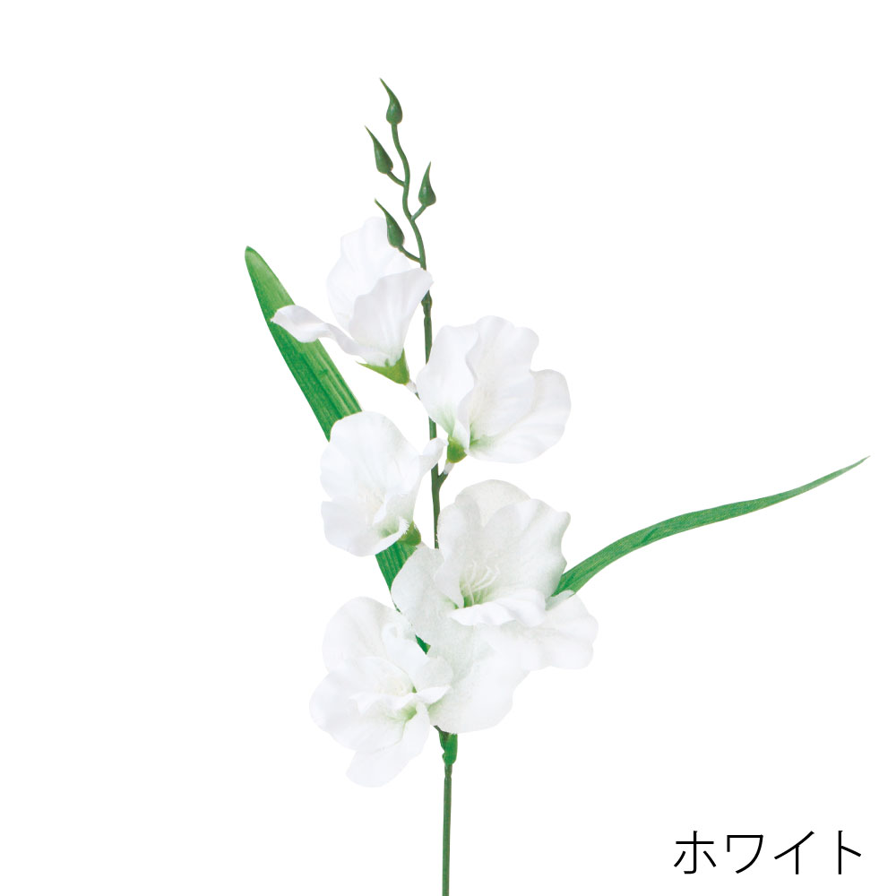 FF3044W　グラジオラス（ホワイト）