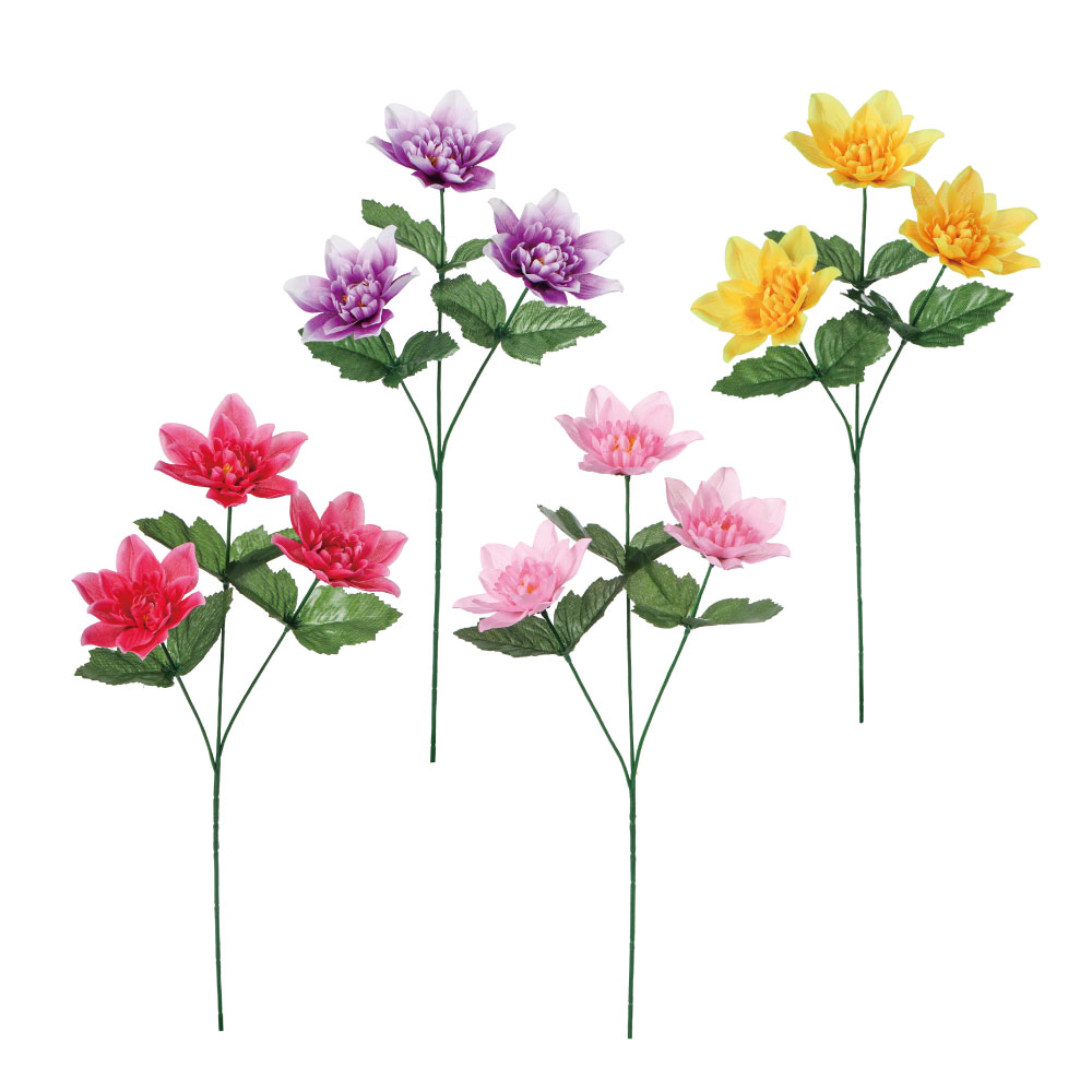 ダリア×3