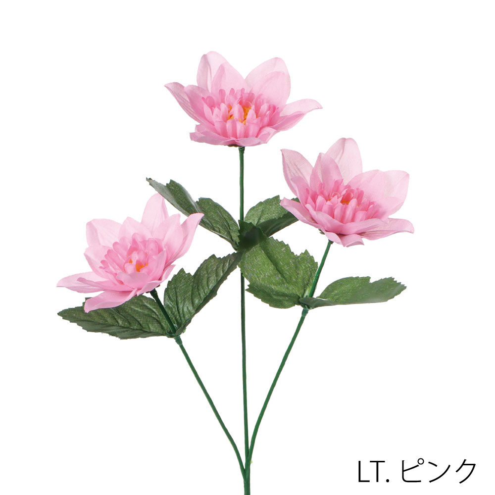 FF3045LP　ダリア×3（ライトピンク）
