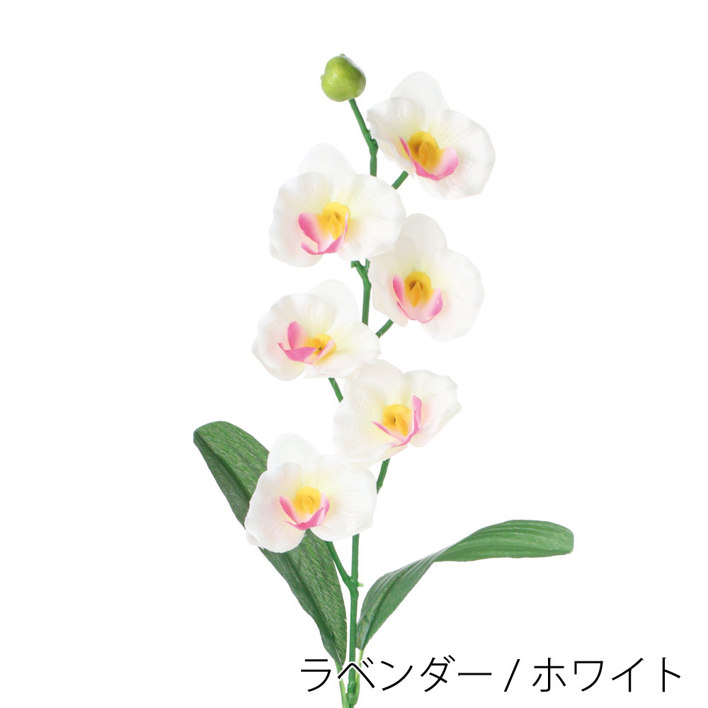 FF3074LW　ミニコチョウラン（ラベンダー / ホワイト）
