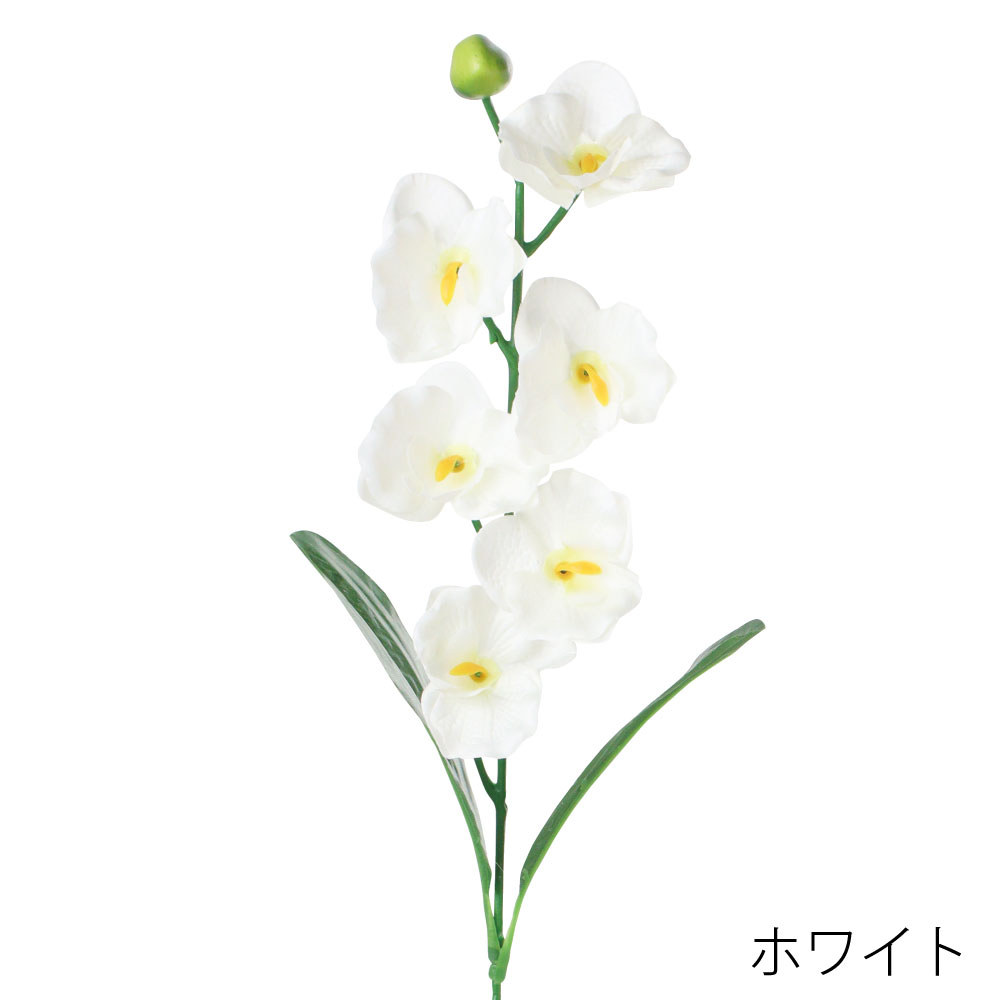 FF3074W　ミニコチョウラン（ホワイト）