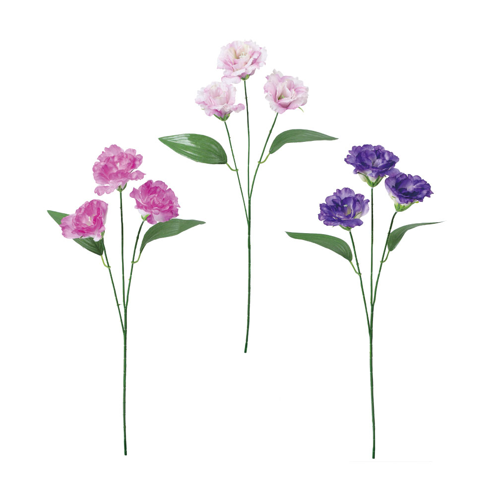 フリルトルコキキョウ×3