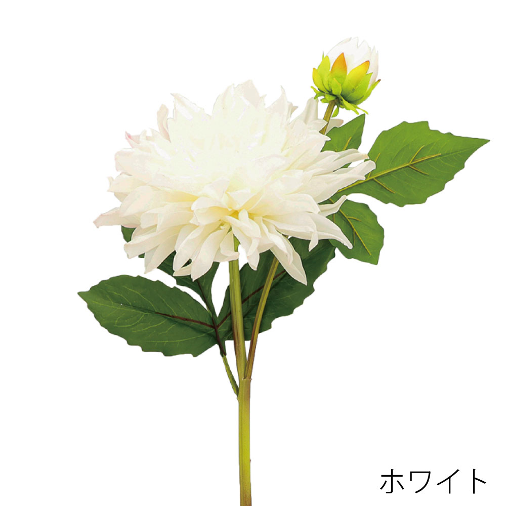 A34518-1　ダリア（ホワイト）